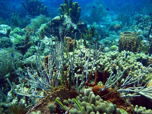 Plongée sous-marine